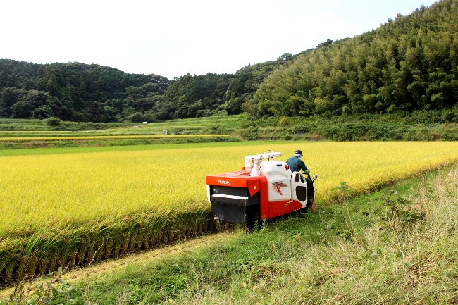 ペンシル米の稲刈り