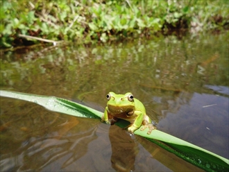 カエルなどの水生生物