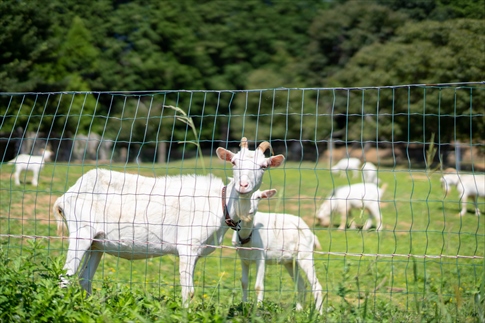 ペンシルのヤギ農園「きゃんばす」