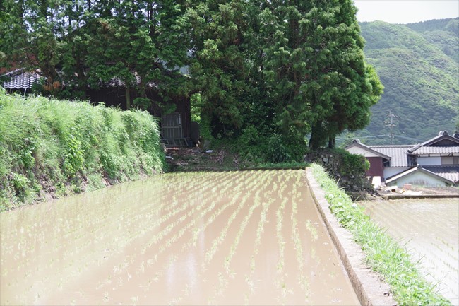 田植えが完了