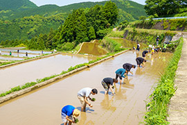 まだ田んぼの真ん中！手植えの道のりは長い