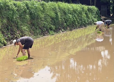 田植え