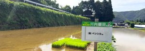 水不足の危機を乗り越えて!ペンシル棚田の5度目の田植え